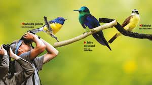 Hablemos de pájaros: La iniciativa que celebra la biodiversidad alada de Colombia